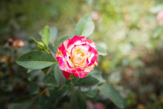 The background image of the colorful flowers, background nature