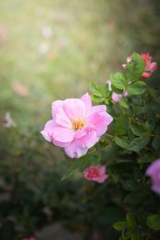 The background image of the colorful flowers, background nature