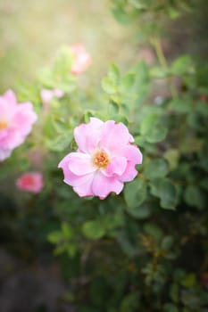 The background image of the colorful flowers, background nature