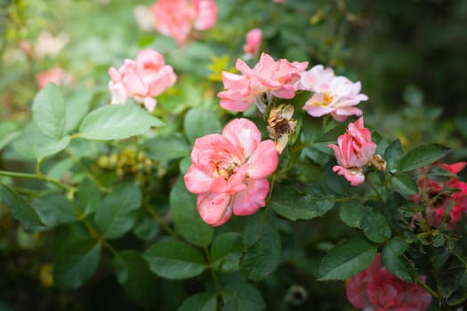 The background image of the colorful flowers, background nature