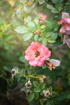 The background image of the colorful flowers, background nature