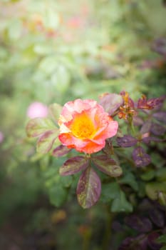 The background image of the colorful flowers, background nature