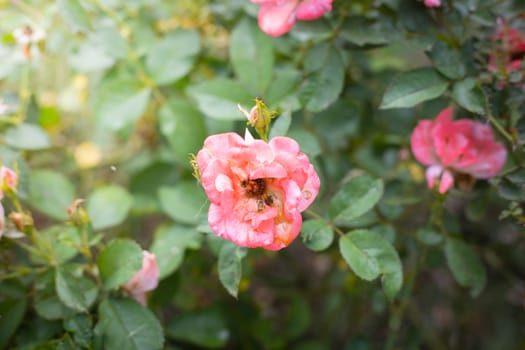 The background image of the colorful flowers, background nature