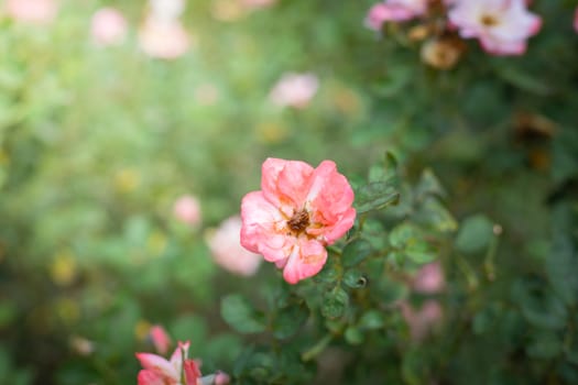 The background image of the colorful flowers, background nature