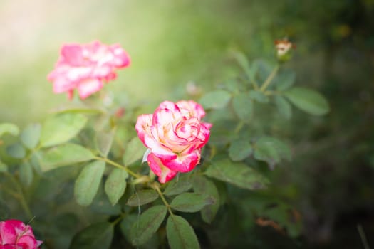 The background image of the colorful flowers, background nature