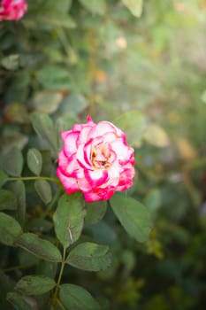 The background image of the colorful flowers, background nature