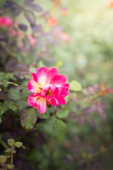 The background image of the colorful flowers, background nature