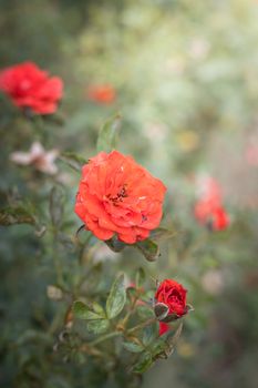 The background image of the colorful flowers, background nature