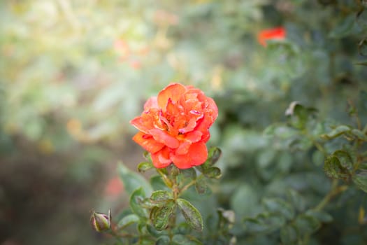 The background image of the colorful flowers, background nature