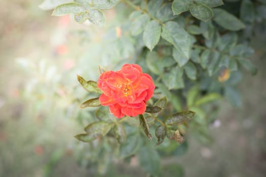 The background image of the colorful flowers, background nature