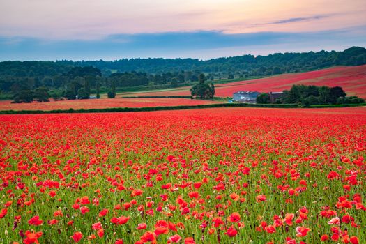 Amazing Poppy Field at Brewdley, West Midlands at Dawn