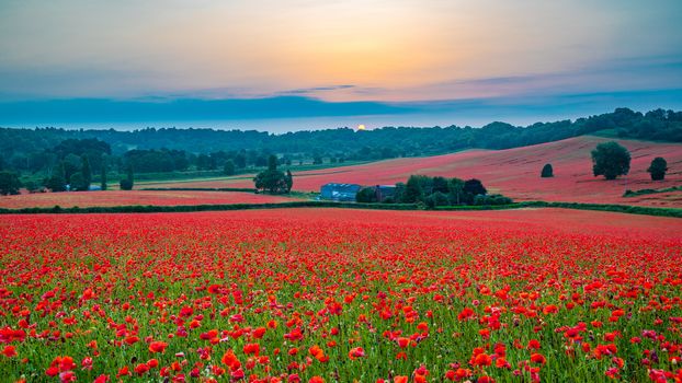 Amazing Poppy Field at Brewdley, West Midlands at Dawn