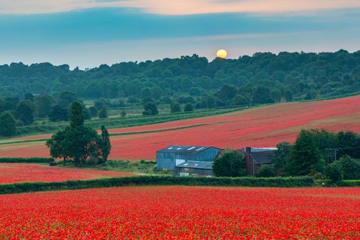 Amazing Poppy Field at Brewdley, West Midlands at Dawn