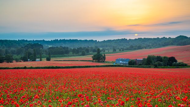 Amazing Poppy Field at Brewdley, West Midlands at Dawn