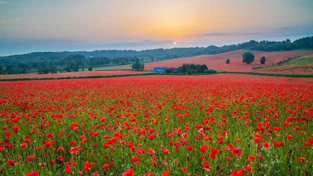 Amazing Poppy Field at Brewdley, West Midlands at Dawn
