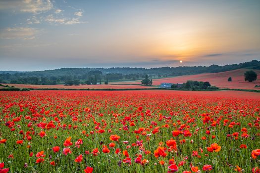 Amazing Poppy Field at Brewdley, West Midlands at Dawn