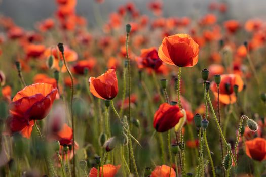 Close Up View of Poppy Flowers at Dawn Near Brewdley