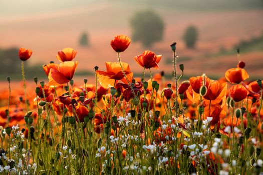 Close Up View of Poppy Flowers at Dawn Near Brewdley