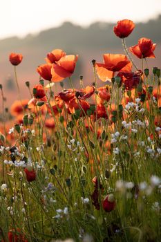 Close Up View of Poppy Flowers at Dawn Near Brewdley