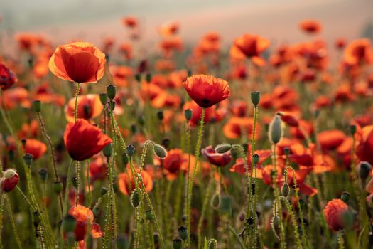 Close Up View of Poppy Flowers at Dawn Near Brewdley