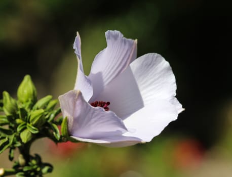 close up of Althaea officinalis, or marsh mallow flower blooming in spring in the garden