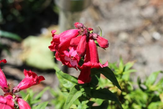 close up of Cestrum elegans, also know as the purple cestrum, red cestrum, or bastard jasmine, in the garden