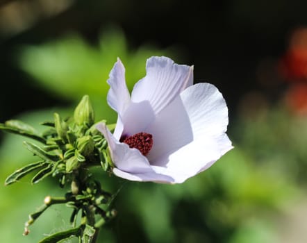 close up of Althaea officinalis, or marsh mallow flower blooming in spring in the garden