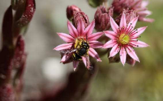 close up of the Anthidium manicatum, commonly called the European wool carder bee