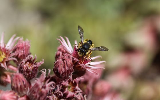 close up of the Anthidium manicatum, commonly called the European wool carder bee