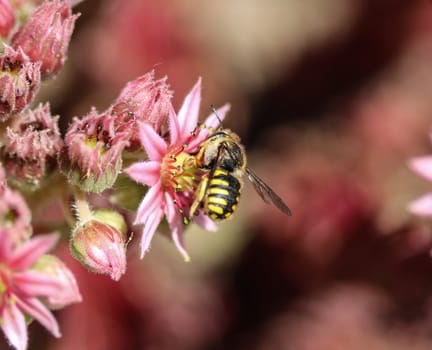 close up of the Anthidium manicatum, commonly called the European wool carder bee