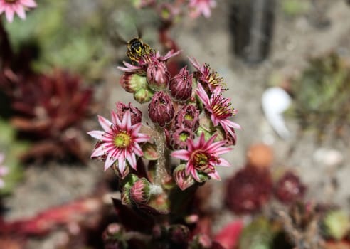 close up of common Houseleek (Sempervivum tectorum) flower, also known as Hens and Chicks, blooming during spring