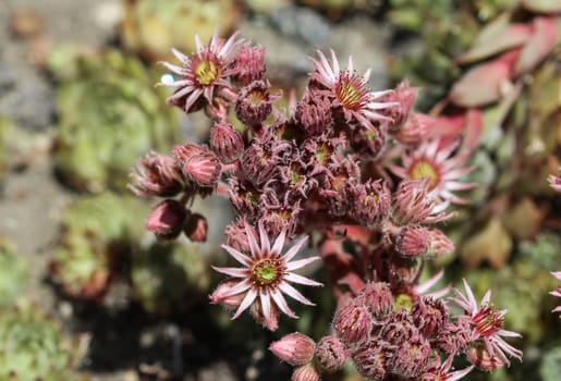 close up of common Houseleek (Sempervivum tectorum) flower, also known as Hens and Chicks, blooming during spring