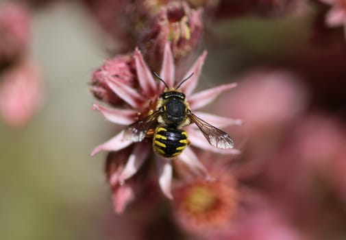 close up of the Anthidium manicatum, commonly called the European wool carder bee