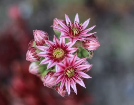 close up of common Houseleek (Sempervivum tectorum) flower, also known as Hens and Chicks, blooming during spring