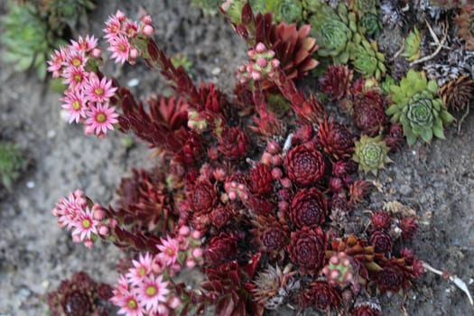 close up of common Houseleek (Sempervivum tectorum) flower, also known as Hens and Chicks, blooming during spring