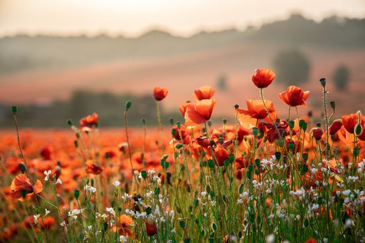 Close Up View of Poppy Flowers at Dawn Near Brewdley