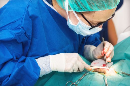 Veterinary surgeon operating a dog