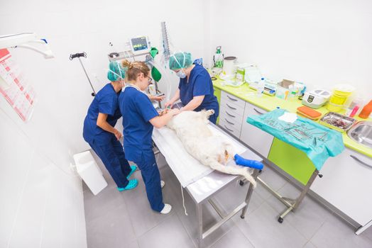 Wide angle view of veterinary team in operating room