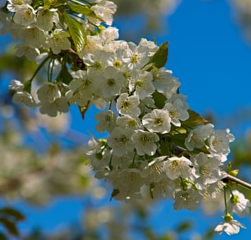 Branch of cherry tree full with blooming flowers