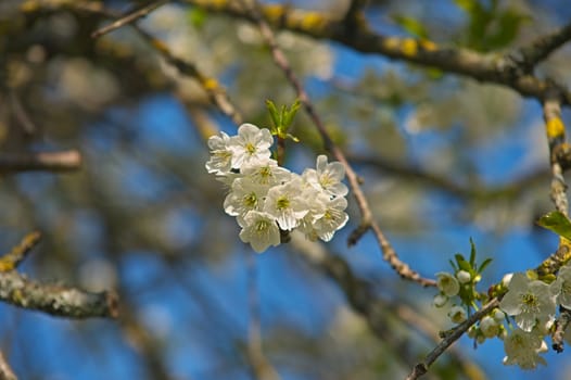 Branch of cherry tree full with blooming flowers