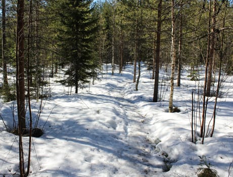 Overview Björnlandet National Park in Sweden