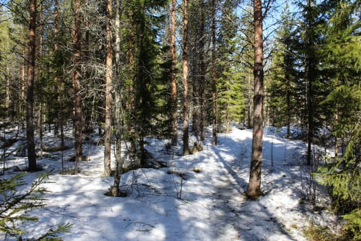 Overview Björnlandet National Park in Sweden