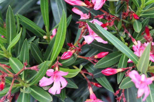 Close up of Nerium oleander flower, most commonly known as nerium or oleander, blooming in spring in the garden