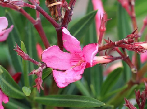 Close up of Nerium oleander flower, most commonly known as nerium or oleander, blooming in spring in the garden