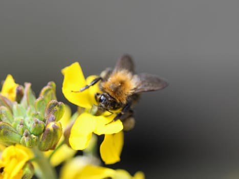 Close up macro of Bombus pascuorum bumblebee, the common carder bee, collecting nectar from a flower