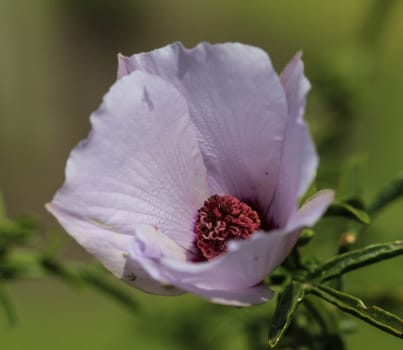 Close up of Althaea officinalis, or marsh mallow flower blooming in spring in the garden