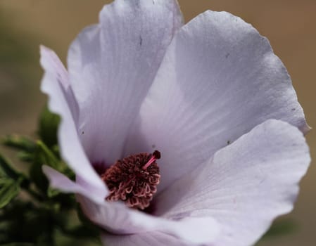 Close up of Althaea officinalis, or marsh mallow flower blooming in spring in the garden