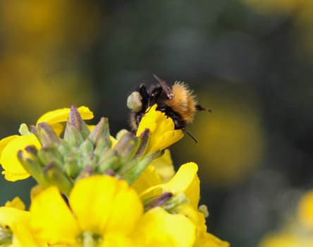 Close up macro of Bombus pascuorum bumblebee, the common carder bee, collecting nectar from a flower
