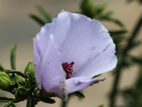Close up of Althaea officinalis, or marsh mallow flower blooming in spring in the garden