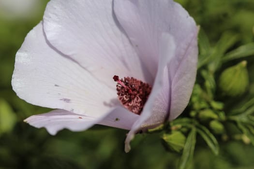 Close up of Althaea officinalis, or marsh mallow flower blooming in spring in the garden